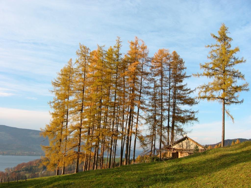 Attersee-Chalet Angermann Familie Spalt Steinbach am Attersee Eksteriør billede